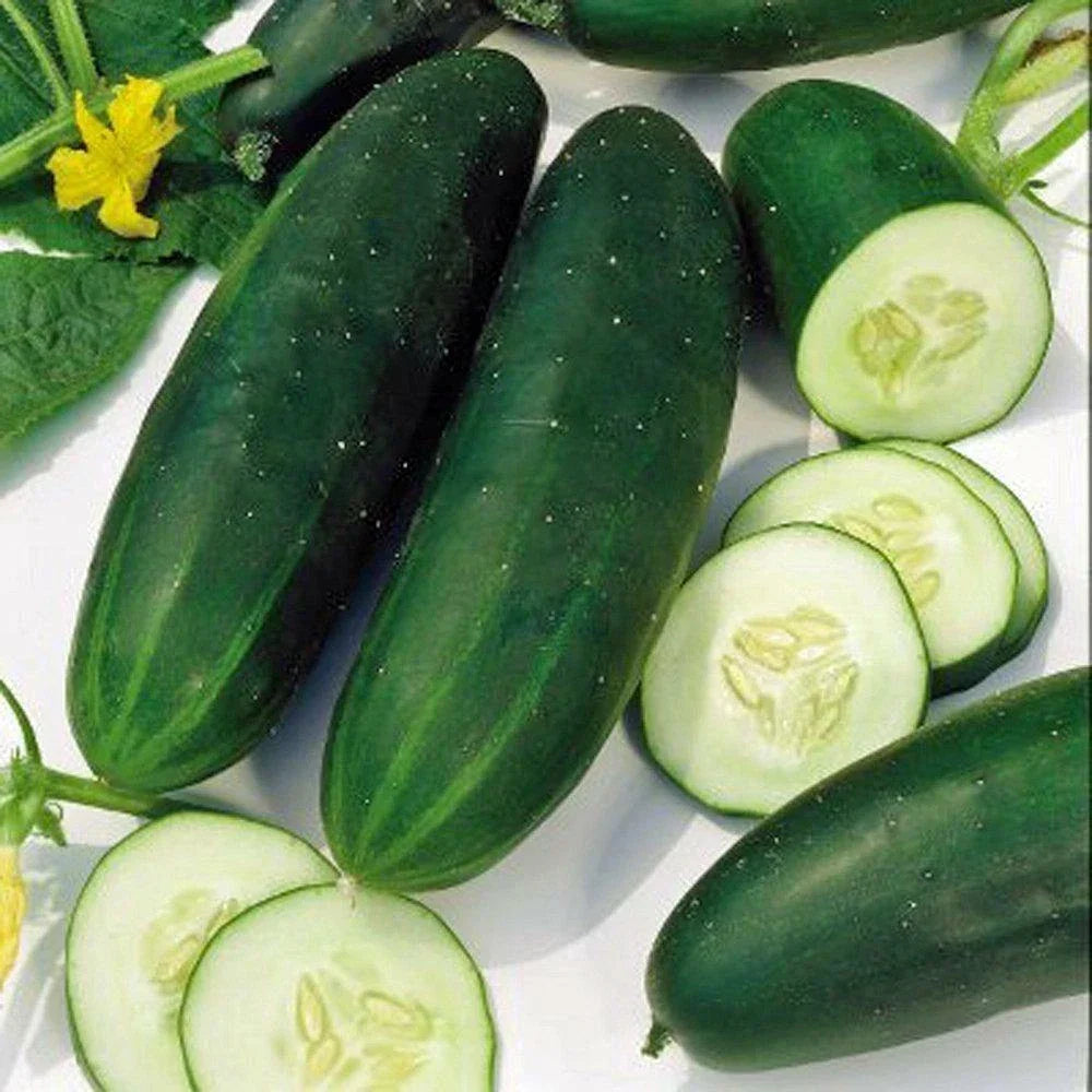 Straight Eight Cucumber Seeds – Non-GMO Heirloom Vegetable Seeds for Home Garden, Cucumis sativus, 60+ Pack