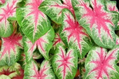 Caladium Bulbs 6 Pack Kathleen Variety - Perennial Elephant Ears for Shady Gardens - Caladium bicolor
