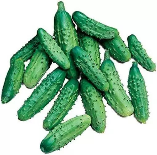 Parisian Gherkin Cucumber Seeds - 20 Pack, Compact, Easy Grow, Cucumis sativus, Perfect for Pickling and Salads
