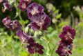 25+ Samobor Geranium Seeds – Pelargonium × hortorum Flowering Plant for Garden, Pots & Baskets, Vibrant Red & White Bicolor Seeds