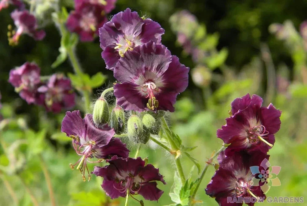 25+ Samobor Geranium Seeds – Pelargonium × hortorum Flowering Plant for Garden, Pots & Baskets, Vibrant Red & White Bicolor Seeds