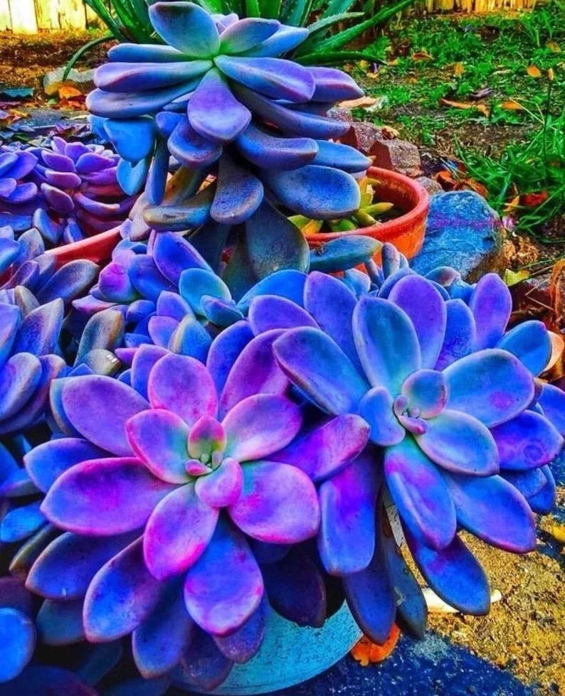 Blue Succulents Seeds Pack - Lithops spp. Cactus Seeds for Indoor & Outdoor Gardening, 100 Pcs