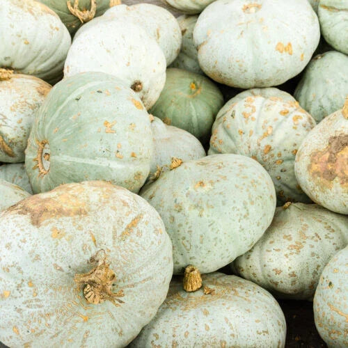 Sweet Meat Squash Seeds – Heirloom Cucurbita maxima, 25+ Non-GMO Vegetable Seeds for Garden Planting