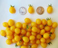 Blondkopfchen German Cherry Seeds – Sweet Prunus avium Heirloom Variety, 30 Seeds for Home Garden, Container Growing, Juicy Fruit