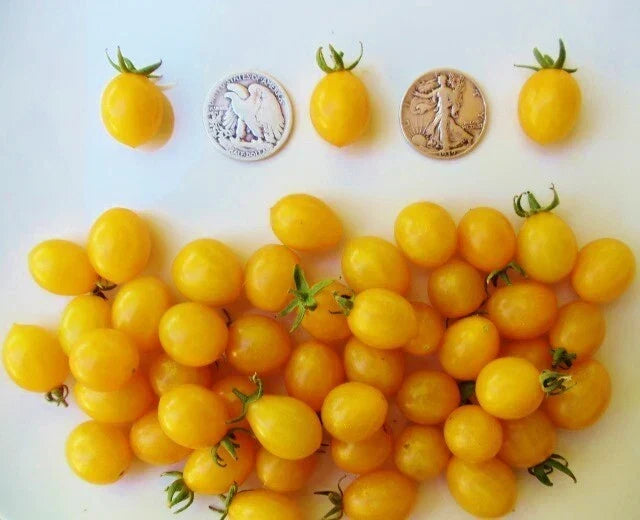 Blondkopfchen German Cherry Seeds – Sweet Prunus avium Heirloom Variety, 30 Seeds for Home Garden, Container Growing, Juicy Fruit