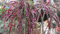 Rhipsalis Cruciforme Red Clone Cactus Cuttings - 10" Long Succulent Plant