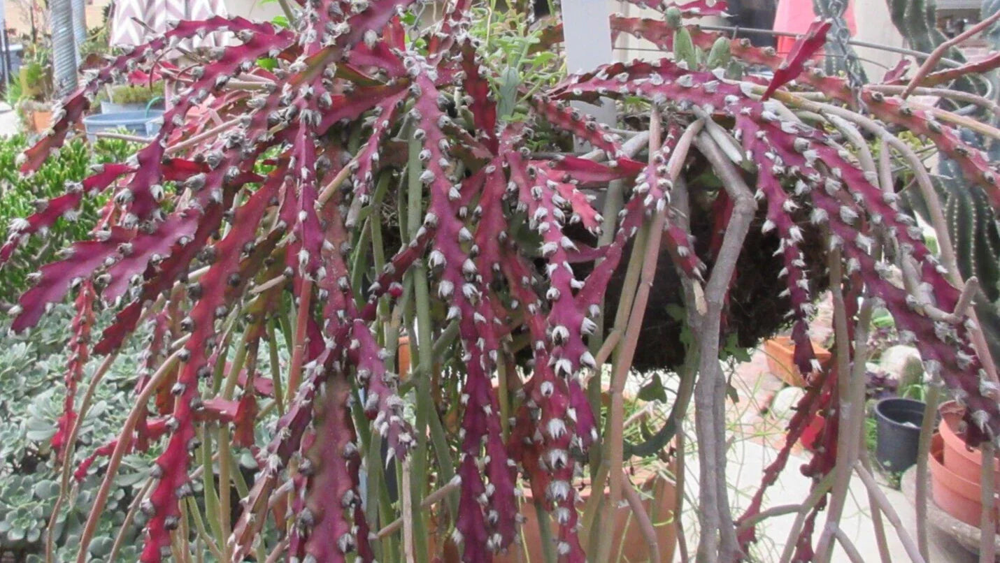 Rhipsalis Cruciforme Red Clone Cactus Cuttings - 10" Long Succulent Plant