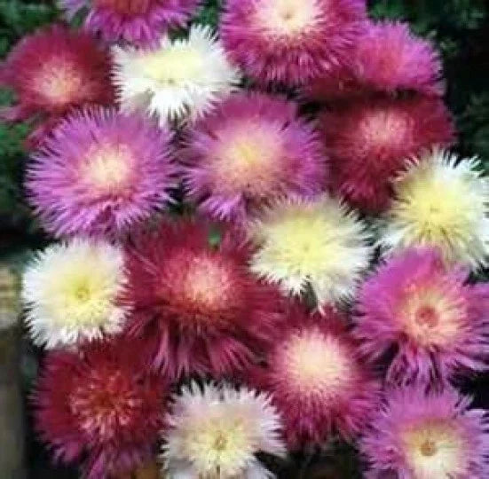 Sweet Sultan Seeds - 50 Fresh Amberboa moschata Seeds for Gardens, Borders, and Containers