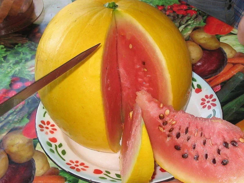 Golden Midget Watermelon Seeds - Heirloom Organic Non-GMO Citrullus lanatus, Mini Round Fruit, Pack of 24