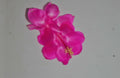 Christmas Cactus Starter Plant - Satin Beauty Schlumbergera Truncata Indoor Cactus for Gift and Gardening