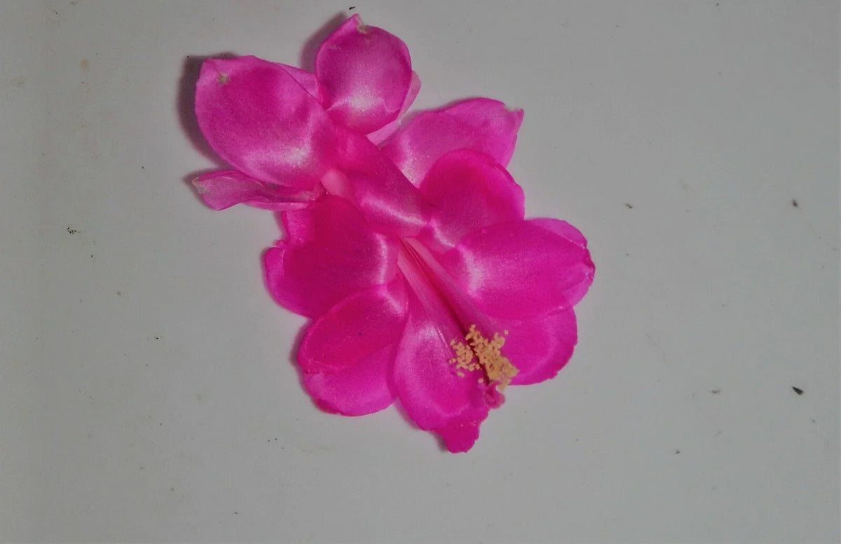 Christmas Cactus Starter Plant - Satin Beauty Schlumbergera Truncata Indoor Cactus for Gift and Gardening