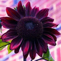 Purple Chocolate Cherry Sunflower Seeds - 25 Non-GMO Heirloom Seeds for Planting - Helianthus annuus