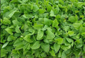 Prickly Sow-Thistle Seeds 1000+ for Microgreens, Medicinal Herb, Sonchus asper, Organic Non-GMO, Edible, Garden & Indoor Cultivation