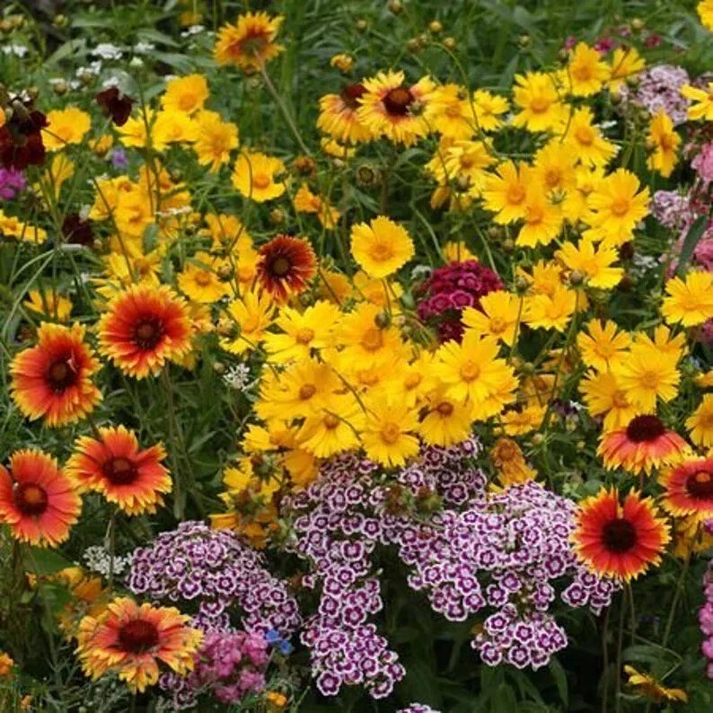 Kneehigh Wildflower Seeds – 200 Organic Pollinator-Friendly Seeds for Gardens & Meadows – Non-GMO, Native, Easy to Grow