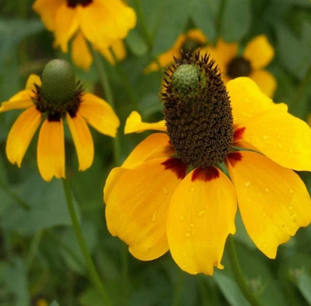 10,000 Non-GMO Coneflower Seeds Clasping Leaf Yellow Echinacea angustifolia for Gardens & Pollinator Attracting
