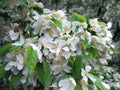 Cinderella Crabapple Seeds - 25+ Malus 'Cinderella' for Garden Planting, Ornamental Fruit, Pink Blossoms, Wildlife Attractant