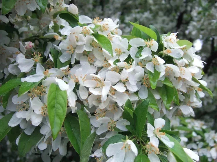 Cinderella Crabapple Seeds - 25+ Malus 'Cinderella' for Garden Planting, Ornamental Fruit, Pink Blossoms, Wildlife Attractant
