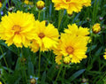 Coreopsis Grandiflora Seeds - 100 Fresh Texas Wildflower Seeds - Perennial Native Plant for Gardens and Meadows