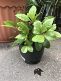 Organic Coral Berry Plants - 10 Pack, Ardisia crenata, Indoor/Outdoor Ornamental Houseplants, Red Berries, Evergreen Foliage