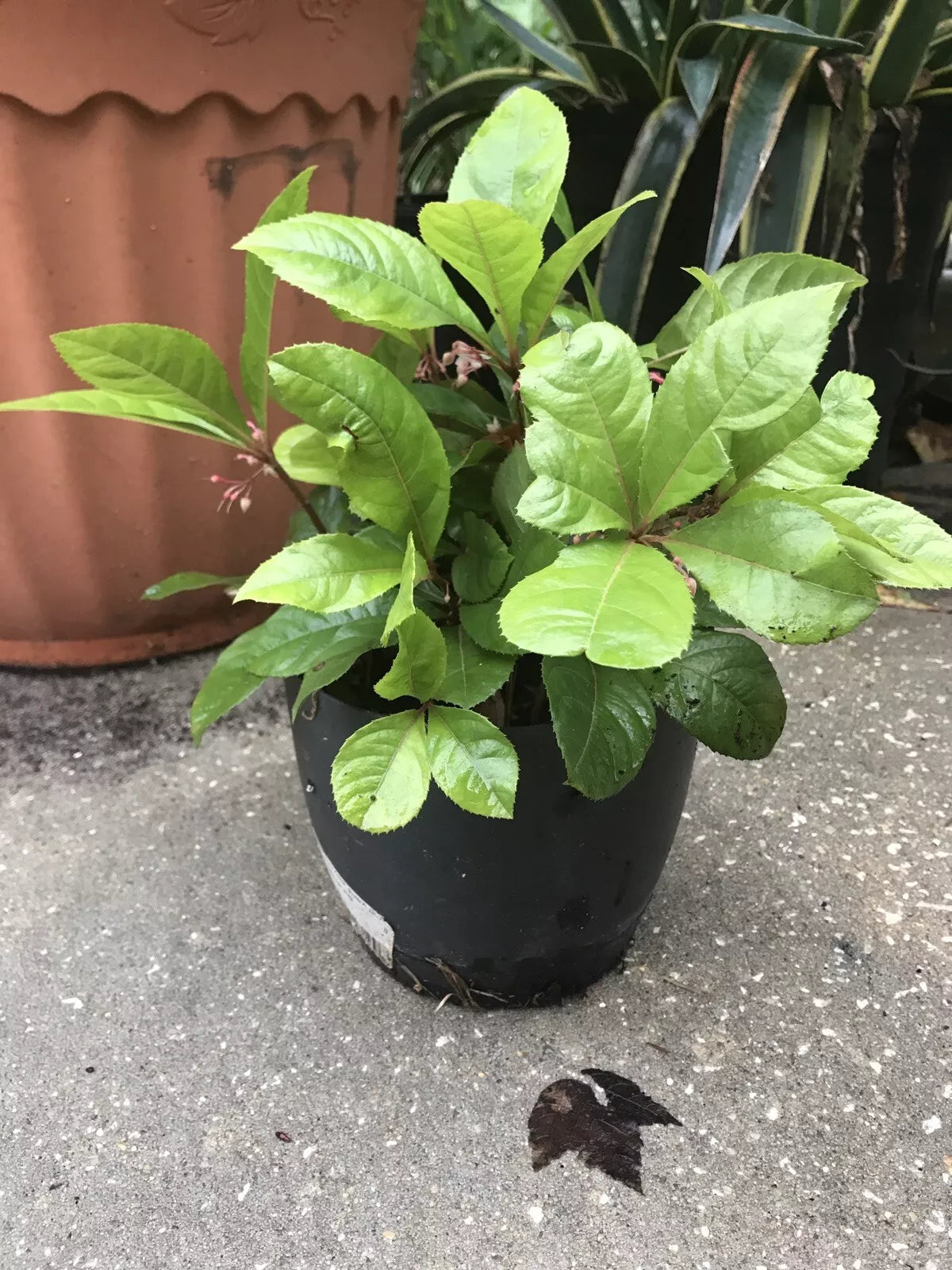 Organic Coral Berry Plants - 10 Pack, Ardisia crenata, Indoor/Outdoor Ornamental Houseplants, Red Berries, Evergreen Foliage