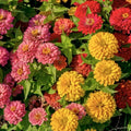Sunbow Mix Zinnia Seeds - 100+ Premium Garden Seeds for Borders, Flower Beds & Containers - Zinnia elegans