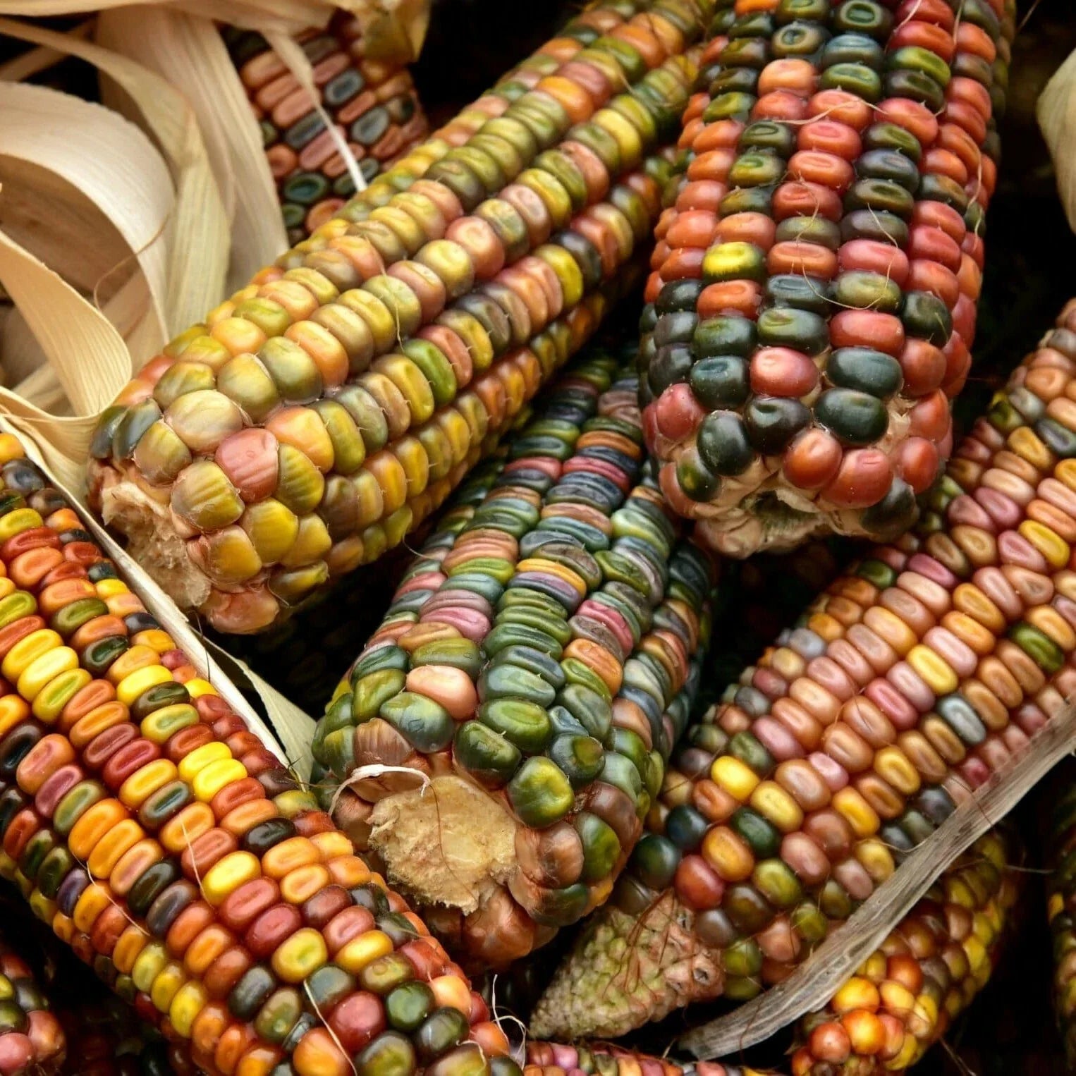 Ornamental Corn Seeds - Pastel Rainbow Glass Gem Popcorn - Zea mays Everta - Earth Tones, Decorative & Edible Garden Seeds