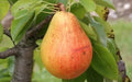 Clapp Favorite Pear Seeds – 25+ Pack for Growing Pyrus communis Fruit Trees, Juicy Pears, Garden Planting, USA Grown