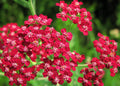 Yarrow Seeds - Red Perennial for Drying, Achillea millefolium, 700 Seeds, Hardy, Drought-Resistant, Full Sun, Wildflower Garden