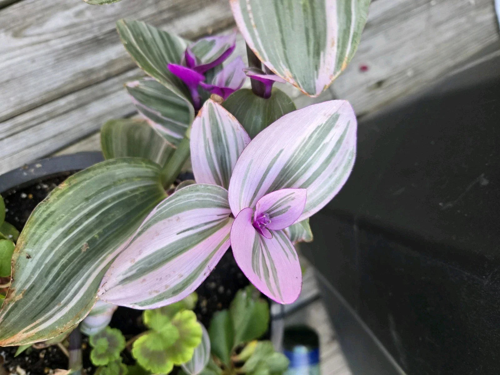 Tradescantia Nanouk Cuttings - 3 Large Pink Wandering Jew Plant Propagation - Indoor Gardening, Variegated Foliage