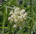 Milkweed Seeds - 30 Count - Narrow-Leaved Monarch Butterfly Host Plant - Asclepias fascicularis - Non-GMO, Native Pollinator Garden Plant