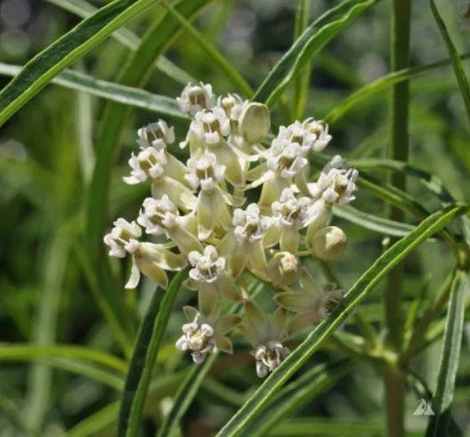 Milkweed Seeds - 30 Count - Narrow-Leaved Monarch Butterfly Host Plant - Asclepias fascicularis - Non-GMO, Native Pollinator Garden Plant