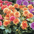Cobra Dahlia Seeds - 25 Perennial Flower Seeds for Vibrant Blooms - Dahlia pinnata
