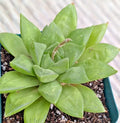 Haworthia Retusa Succulent Plant 4-Inch Potted Rare Indoor Houseplant Low Maintenance Greenery