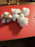 U.S. Cotton Bolls Seeds – Non-GMO Gossypium hirsutum for Gardening, Craft & Education – 100+ Viable Seeds