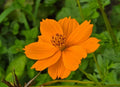 Cosmos Seeds Pack of 25 | Yellow & Orange Flowers | Cosmos sulphureus Butterfly Attracting Garden Seeds