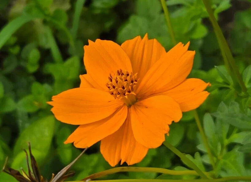 Cosmos Seeds Pack of 25 | Yellow & Orange Flowers | Cosmos sulphureus Butterfly Attracting Garden Seeds