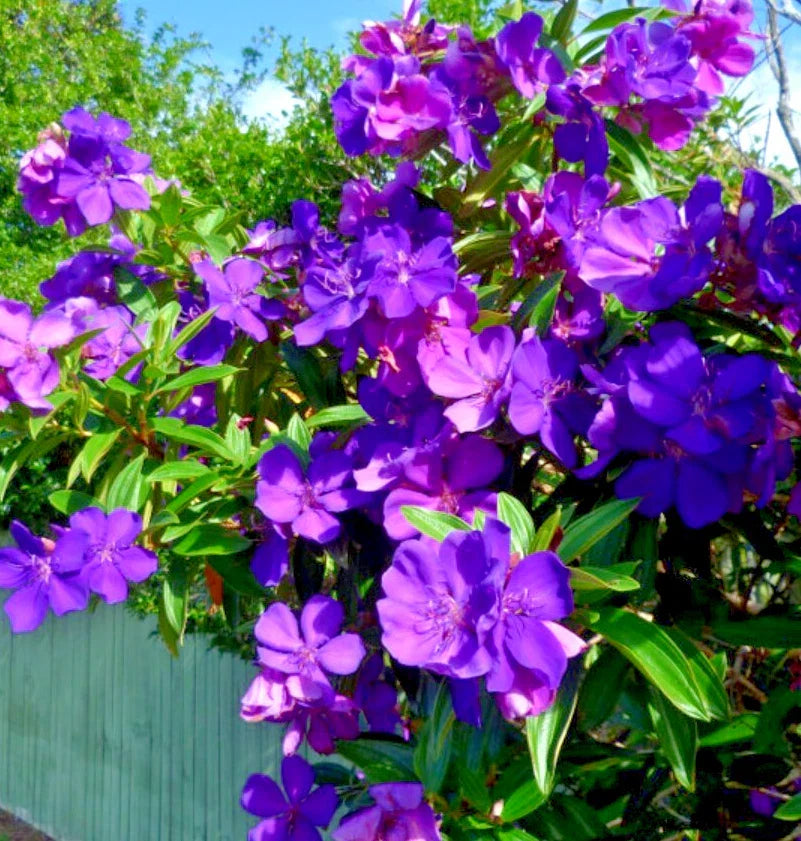 Tibouchina urvilleana Live Plant - 4-8 Inch Fragrant Purple Shrub for Garden or Container, Tropical Flowering Plant