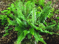 Christmas Fern Bare Root Plants – 3 Native Polystichum acrostichoides Ferns for Shade Garden, Woodland Ground Cover