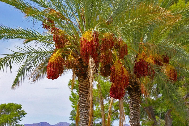 Date Palm Tree Seeds Phoenix dactylifera – Edible Dates, Tropical, Indoor & Outdoor Grow, 10 Seeds