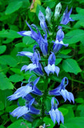 Giant Blue Lobelia Seeds - Lobelia siphilitica - Hardy Perennial with Blue Flowers - 243 Seeds for Garden, Landscape, Pollinator Attracting