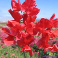 Air Warden Sweet Pea Seeds - 50+ Pack, Lathyrus odoratus, Fragrant Climbing Vine, Heirloom, Non-GMO, Garden Planting