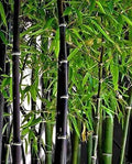 Black Bamboo Seeds - 150+ Seeds for Privacy Screen, Landscape, Phyllostachys nigra