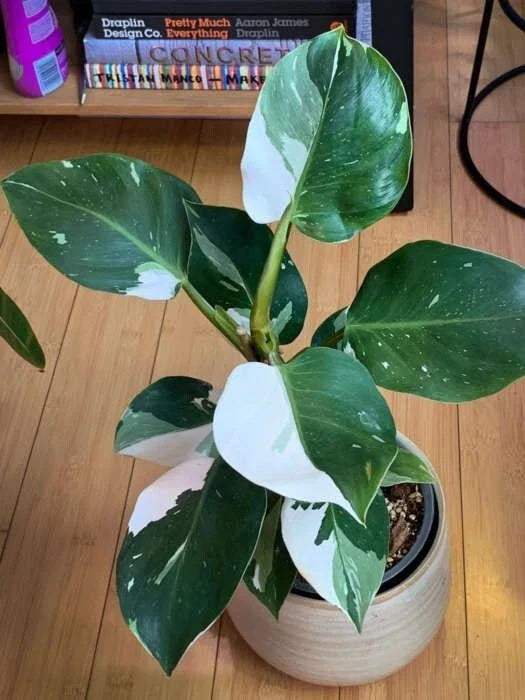 White Princess Variegated Philodendron Starter Plant - Small Rooted Houseplant - Rare Indoor Plant - Philodendron 'White Princess'