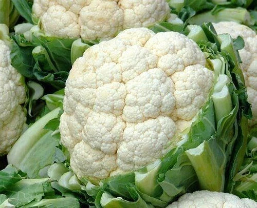 Cauliflower Seeds 600+ Self-Blanching Snowball Vegetable Garden, Brassica oleracea, Cool Weather, Organic, Non-GMO