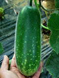 Fuzzy Gourd Seeds - Heirloom Non-GMO Mao Gua Mokwa Vegetable Seeds for Garden & Cooking
