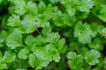 Cilantro Seeds 500+ Count | Herb Garden Seeds for Indoor & Outdoor Planting | Coriandrum sativum