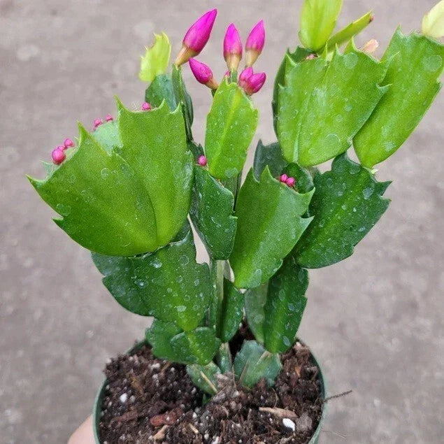 Live Christmas Cactus Plant – Big Pink Schlumbergera Truncata – Freshly Dug, No Pot, Holiday Succulent, Indoor Plant, Easy Care