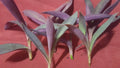 Purple Heart Wandering Jew Plant Cuttings 6 Pack – Tradescantia pallida, 3-5 Inch Live Propagation Clippings