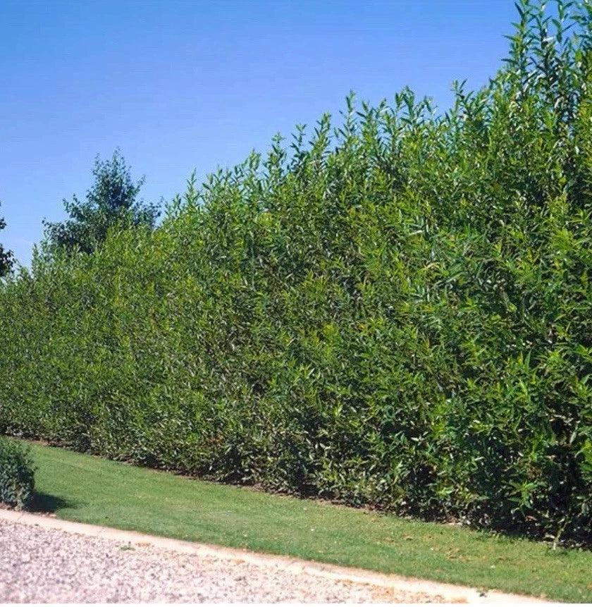 40 Fresh Cut Austree Hybrid Willow Tree Cuttings - Fast Growing Salix × matsudana