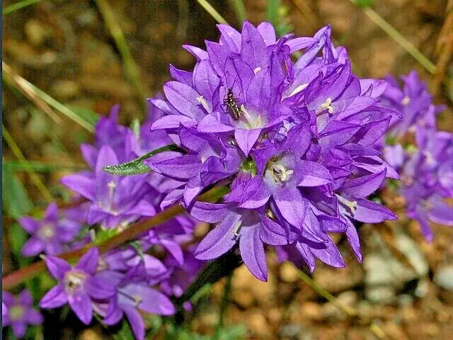 Blue Clustered Bellflower Seeds 200 Pack, Campanula glomerata 'Superba', Easy Perennial Garden Flowers for Borders & Containers